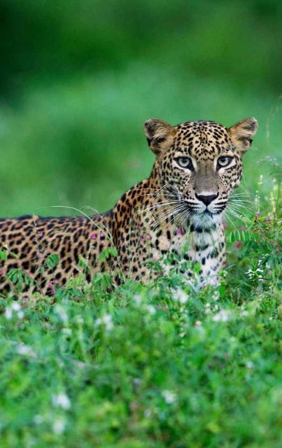 Yala Wildlife