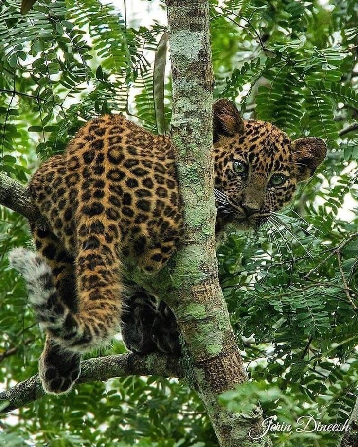 Yala Wildlife