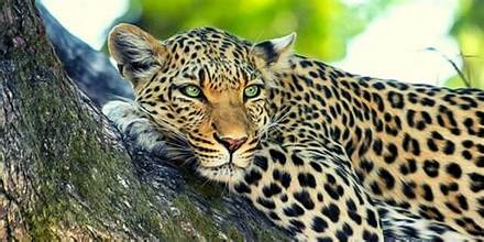 Yala Wildlife